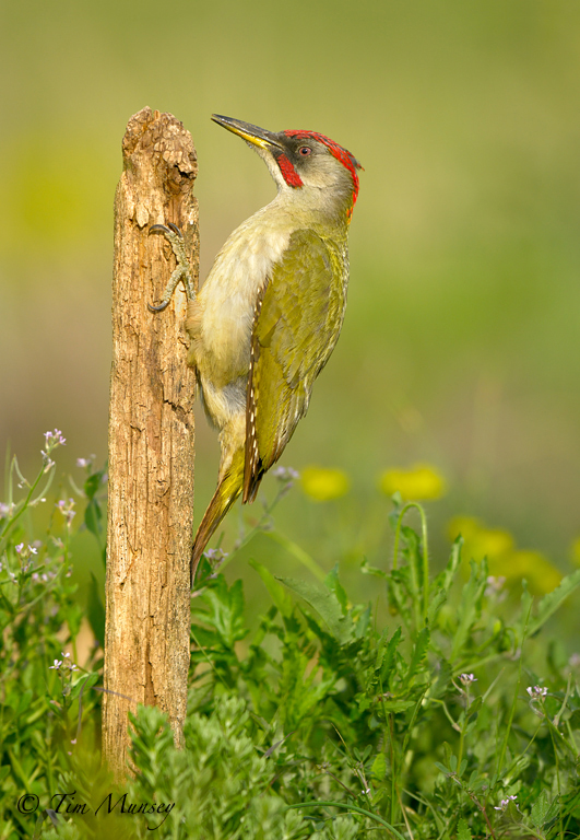 Green Woodpecker 2012